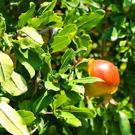 Irem Garden & סייד